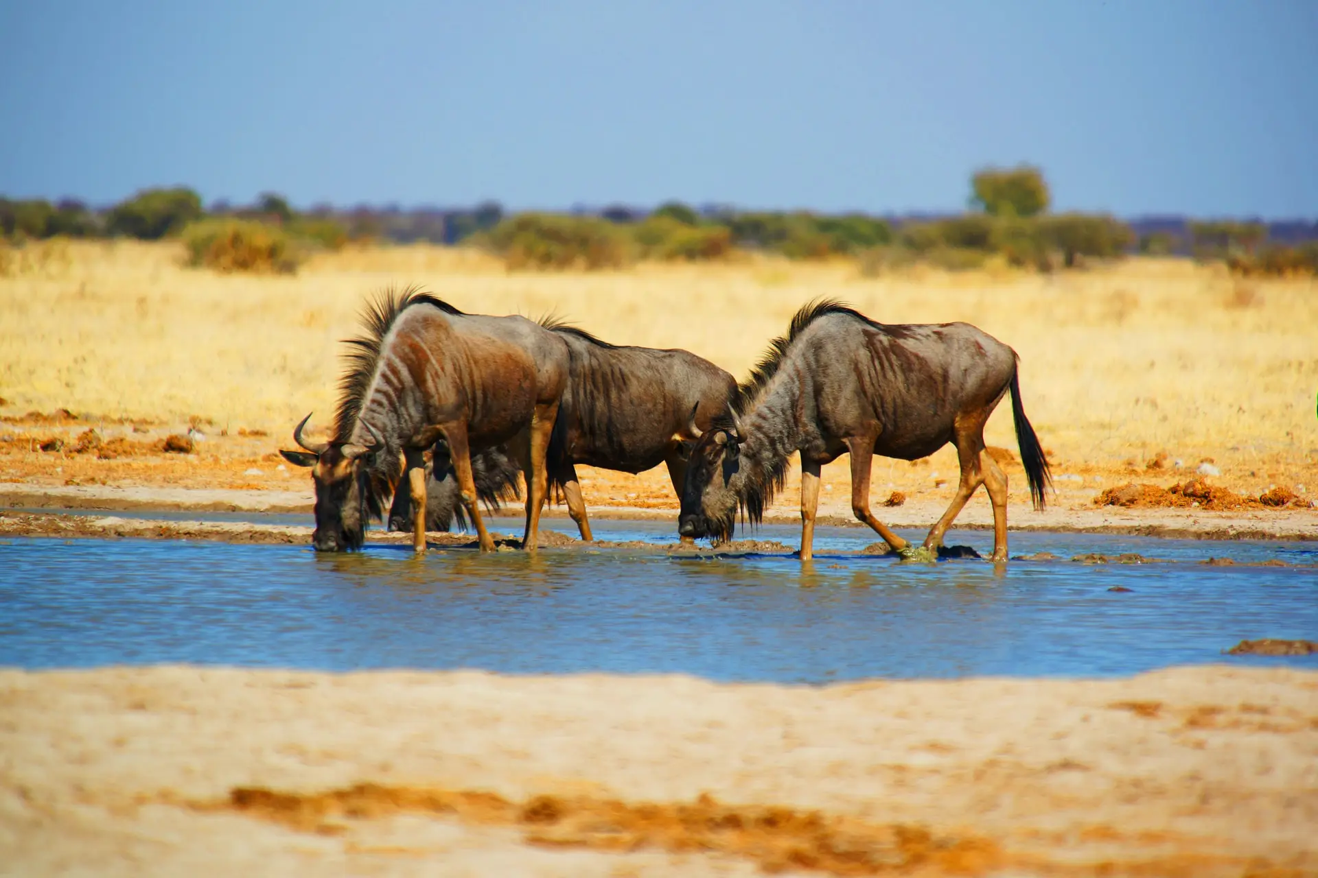 Central Kalahari Game Reserve