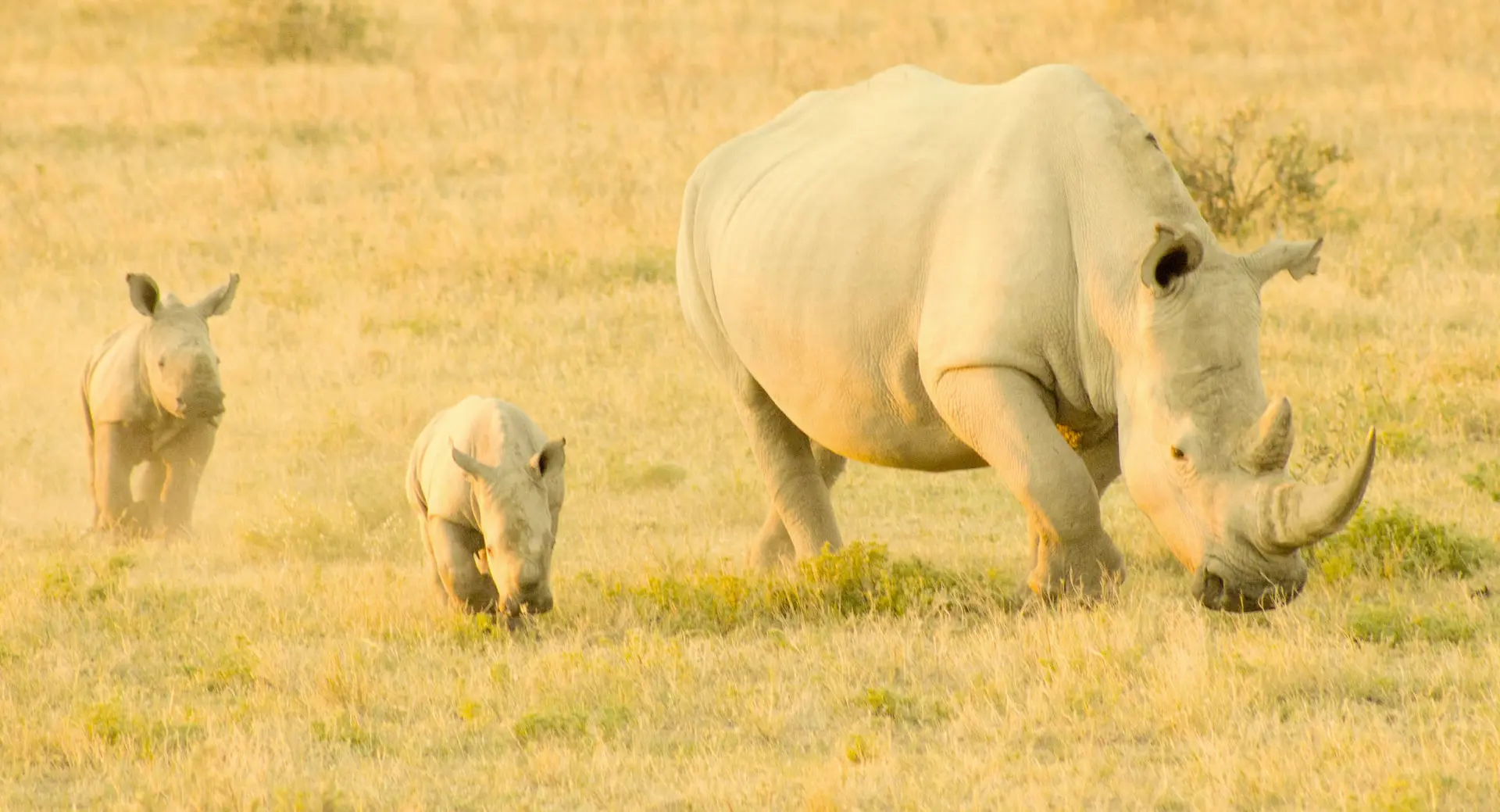 Khama Rhino Sanctuary