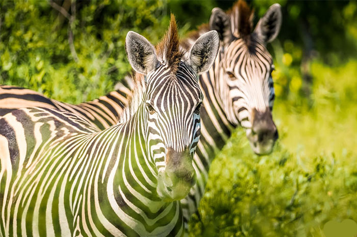 Moremi Game Reserve