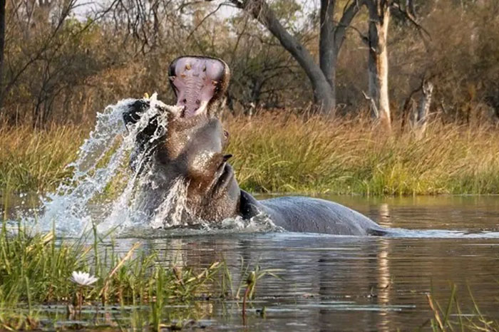 Chobe National Park