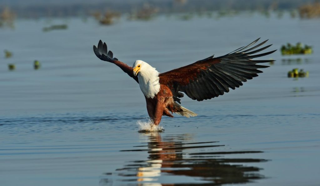 14 DAY OKAVANGO FISH EAGLE