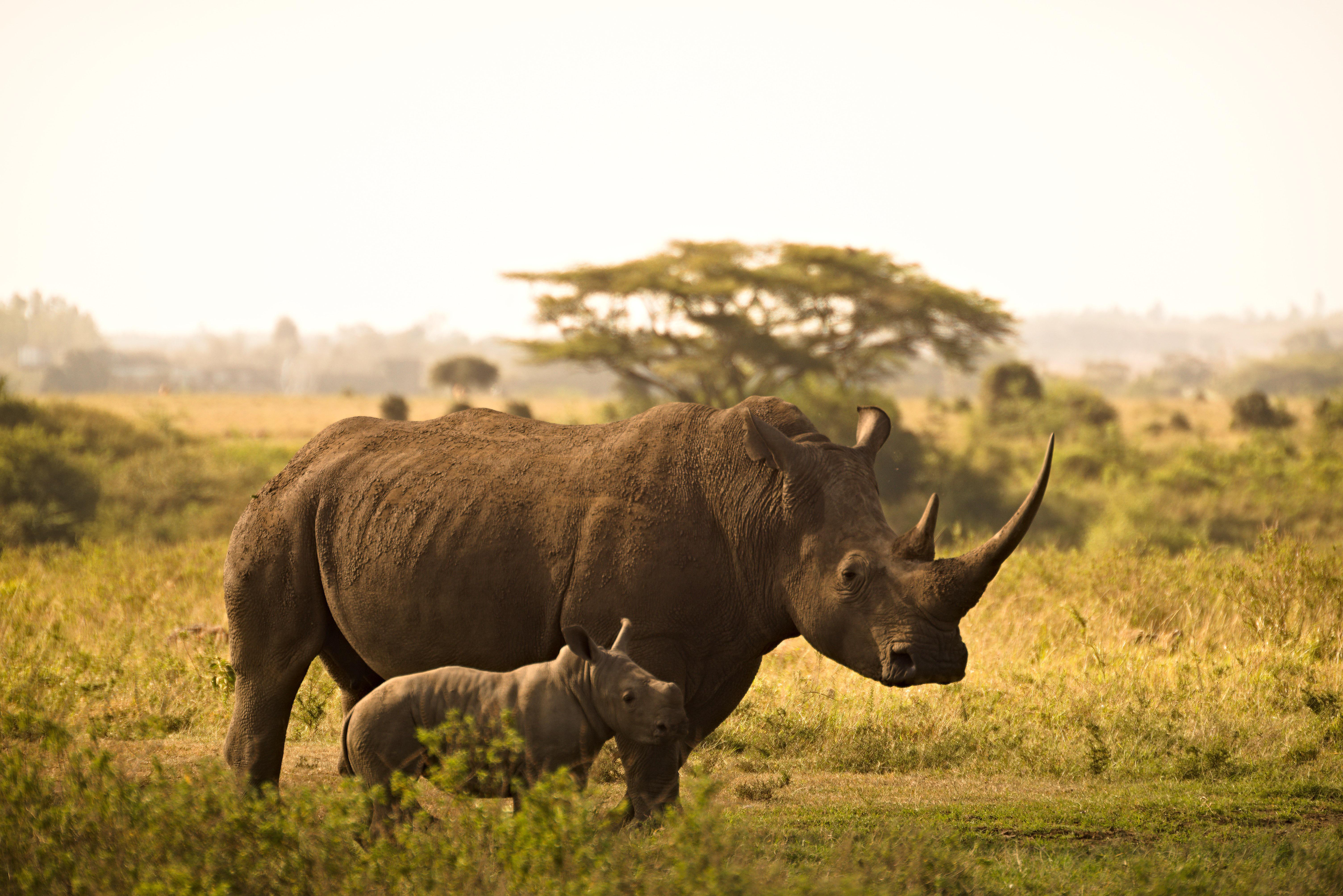 14 DAY RHINO TRAIL BOTSWANA ADVENTURE